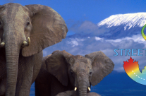 Elephants & Mt. Kilimanjaro